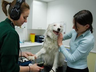 Hypertension- Blood Pressure And Your Pets