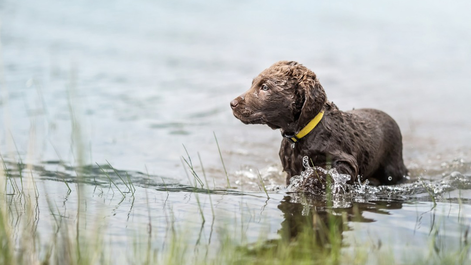 Pet Diagnostic Imaging In Port St Lucie, FL 34986 Kelly's Animal Hospital