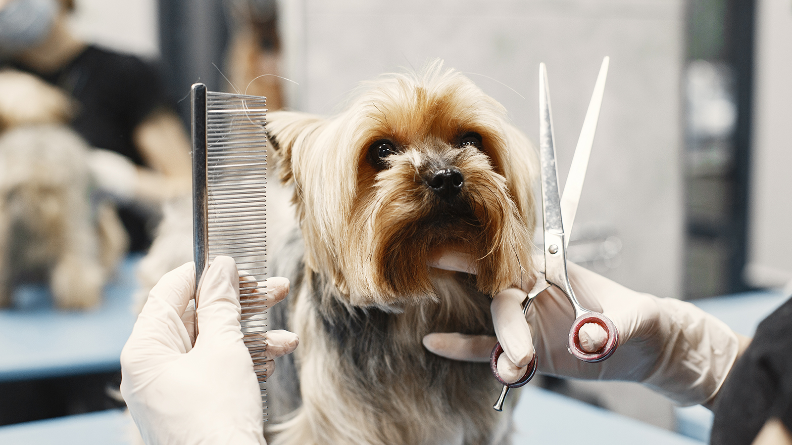 Pet Grooming In Port St Lucie, FL 34986 Kelly's Animal Hospital
