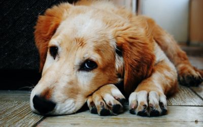 Colitis in Dogs