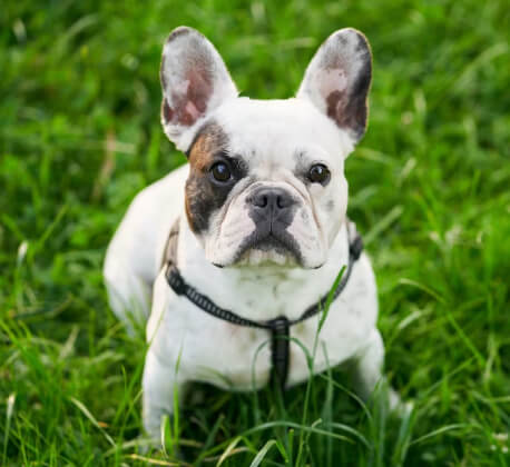 Cute French Bulldog