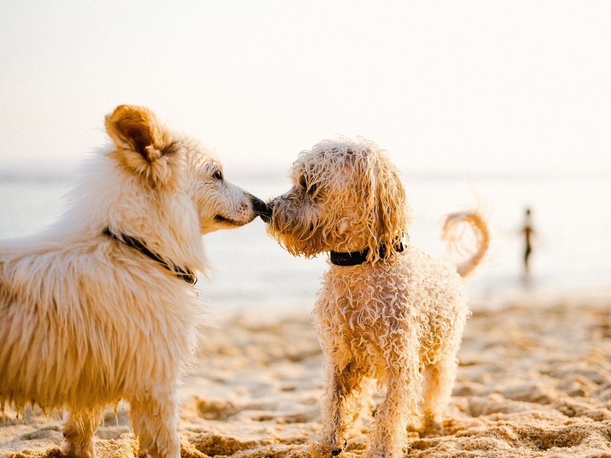 dogs-touching-noses-at-beach-1200x900-1