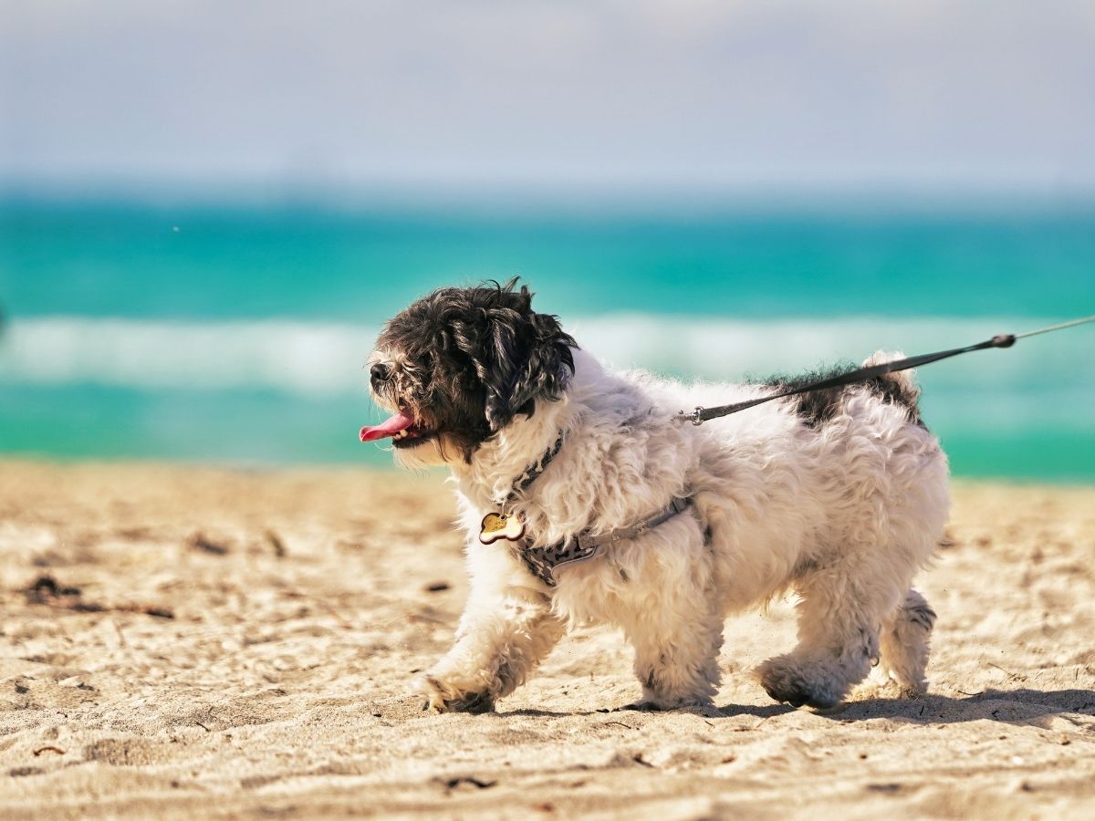 fluffy black and white dog walking along the beach