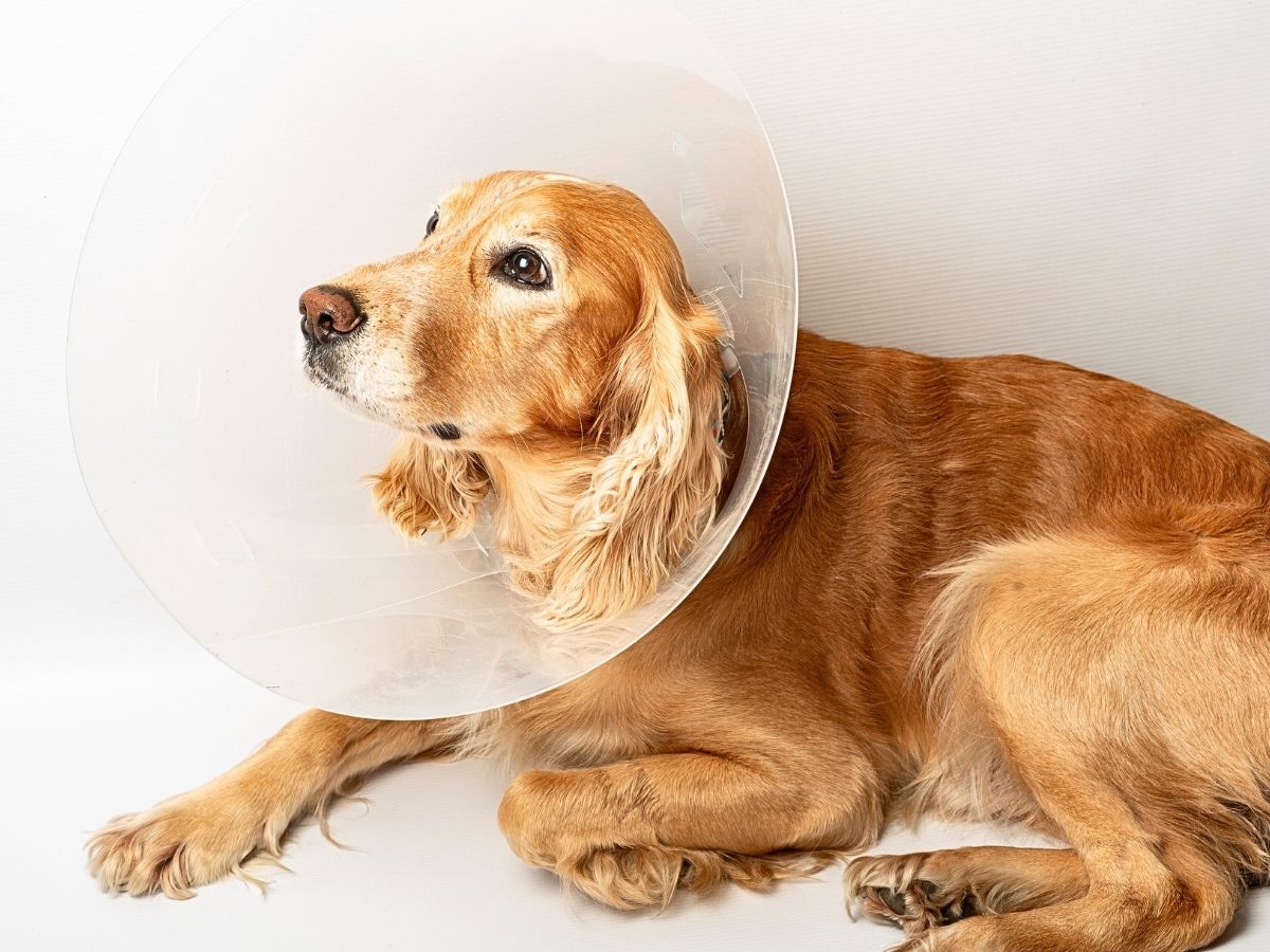 golden long-haired dog wearing a cone after surgery
