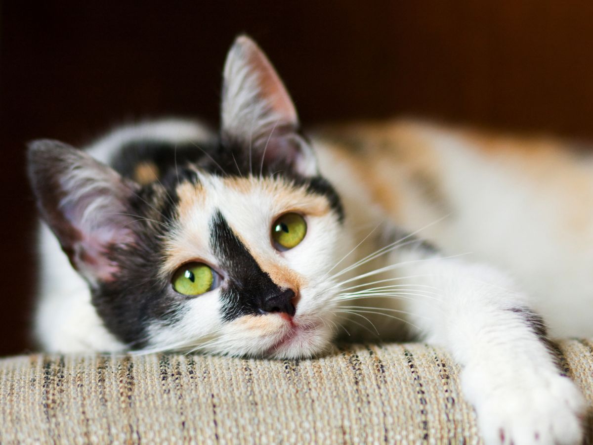 cat lying on couch with black patches on face