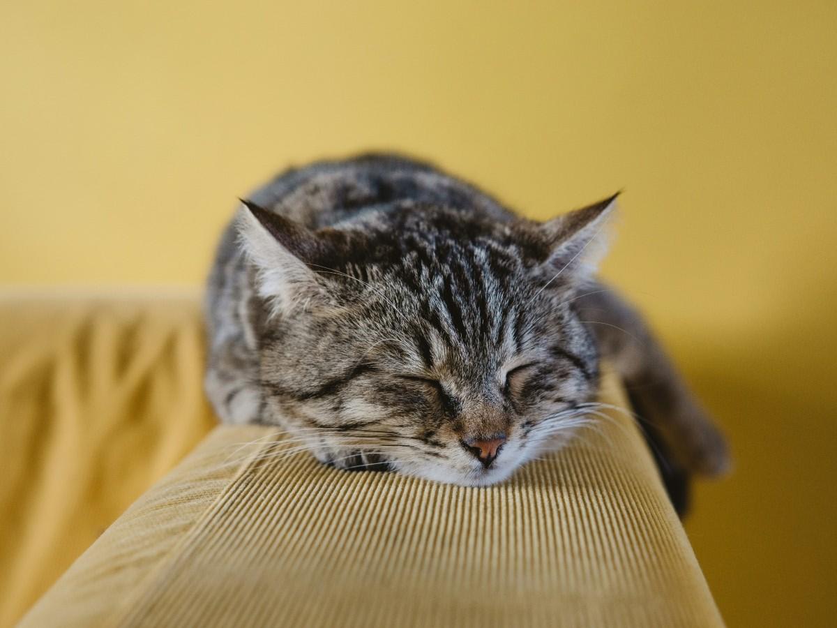 cat resting on couch hand rest