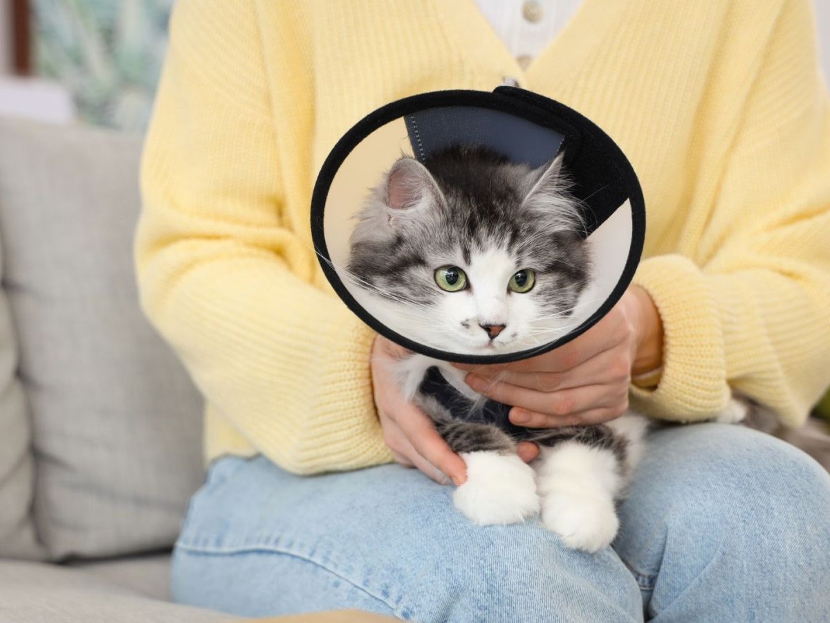cat with cone sitting on owners lap cat with cone sitting on owners lap