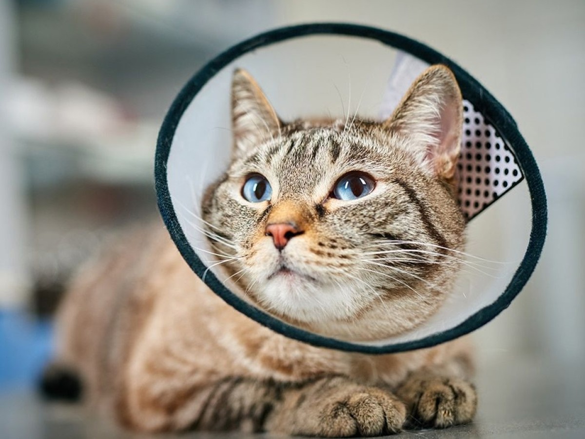 cute cat with cone around neck cute cat with cone around neck