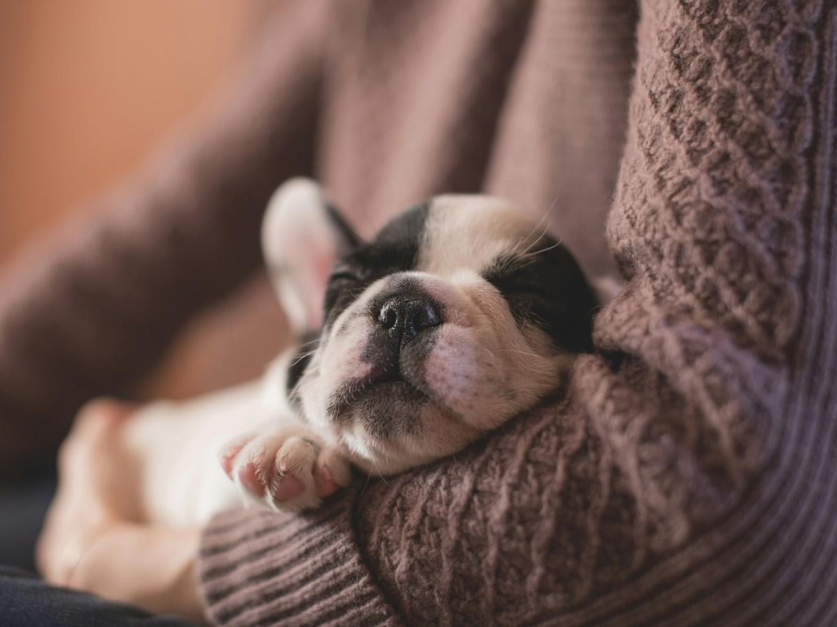 cute puppy in arms of owner