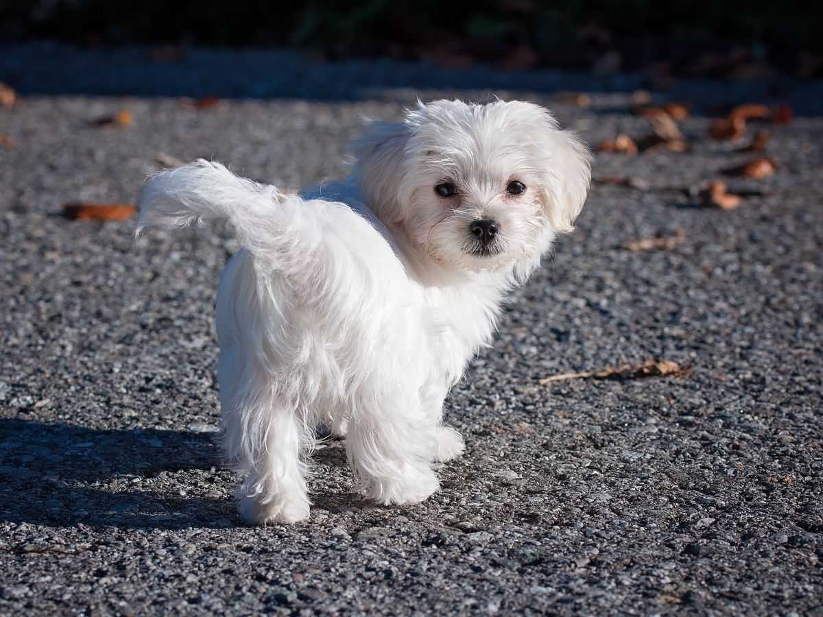 cute white furry dog on road