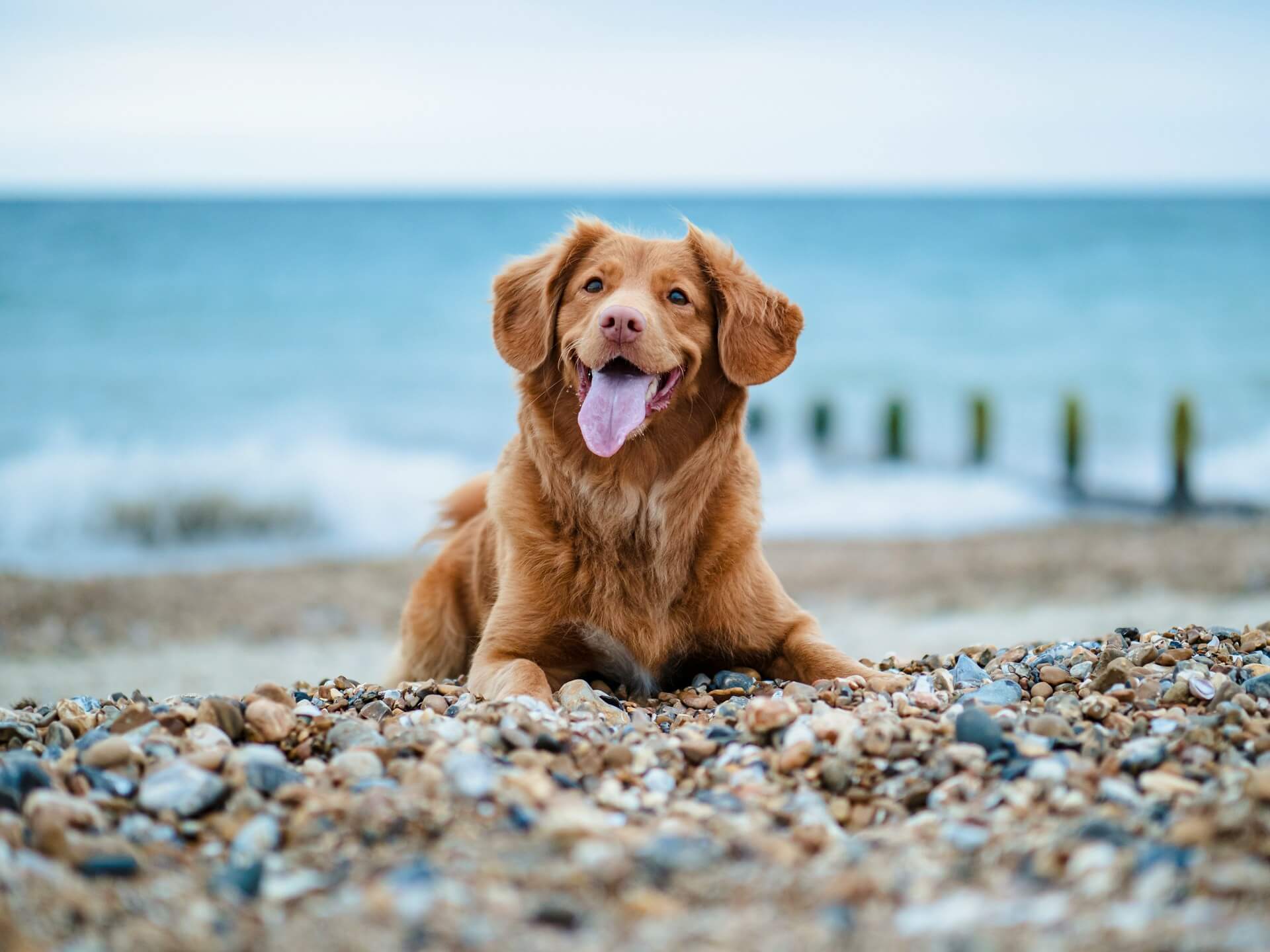 dog at the beach