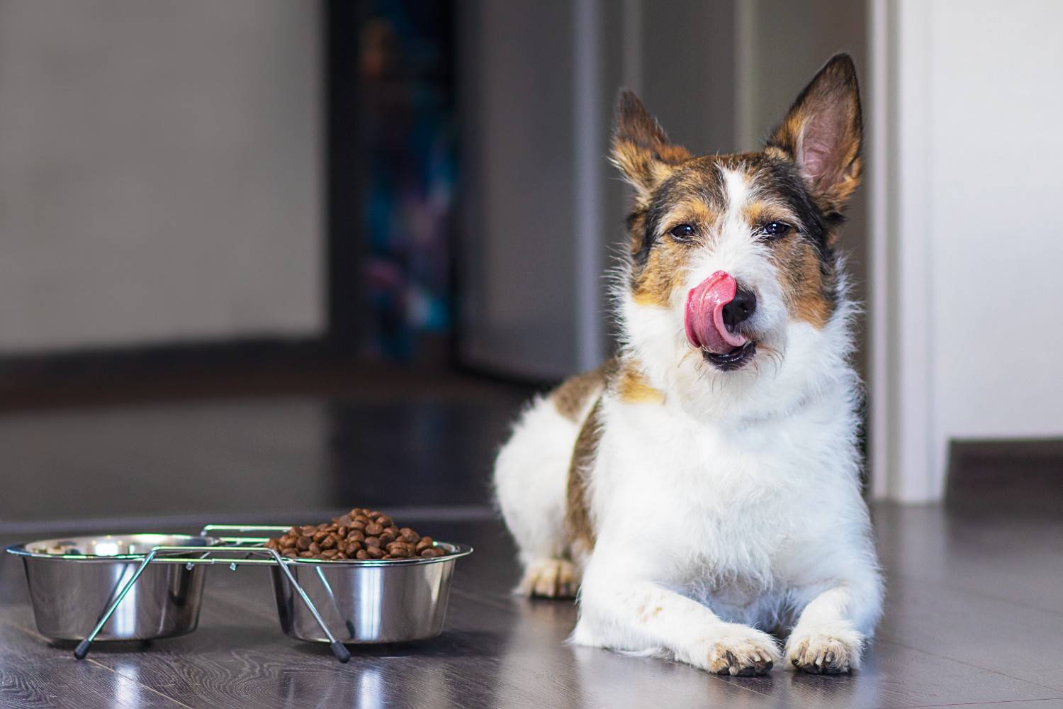 dog-sits-near-bowl-food-licks-its-tongue-near-bowl-dry-food-home (1) dog sits near bowl food licks its tongue near bowl dry food home