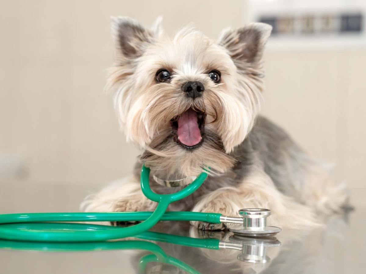 dog with stethoscope around neck dog with stethoscope around neck