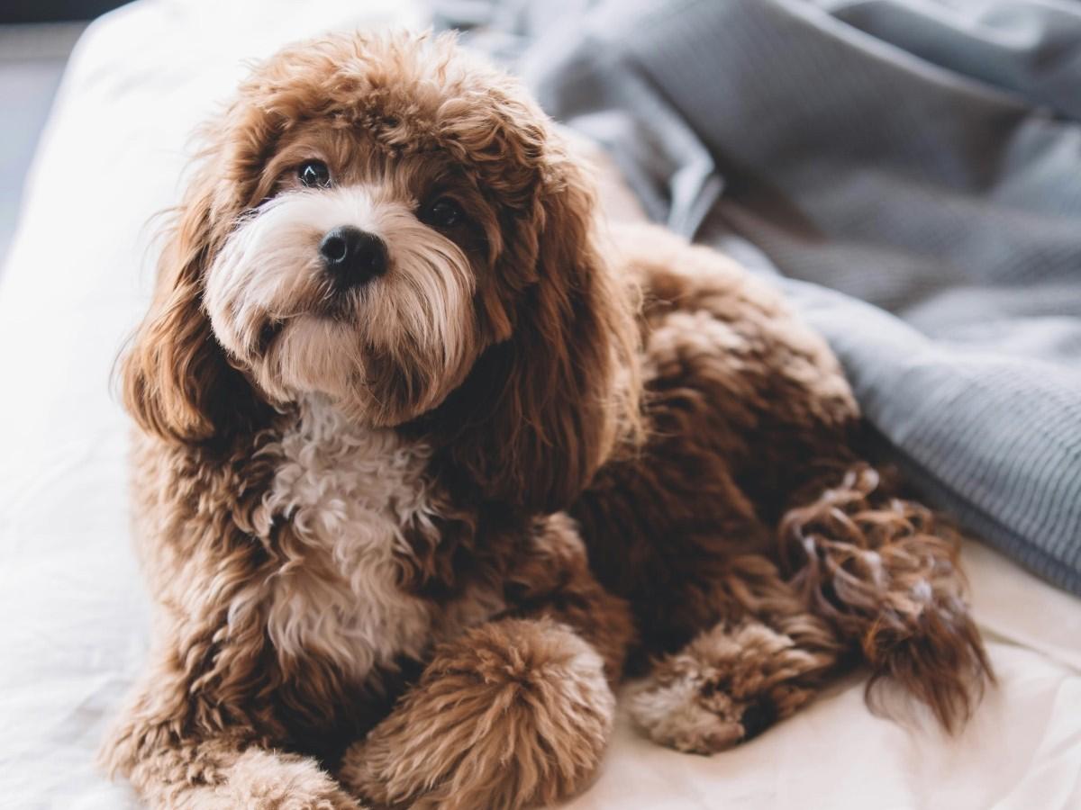 furry dog on bed