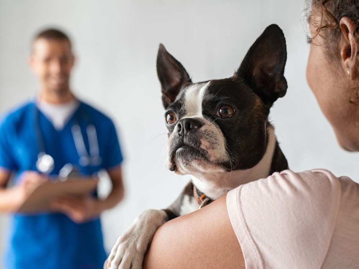 girl holding dog while vet is standing infront girl holding dog while vet is standing in front