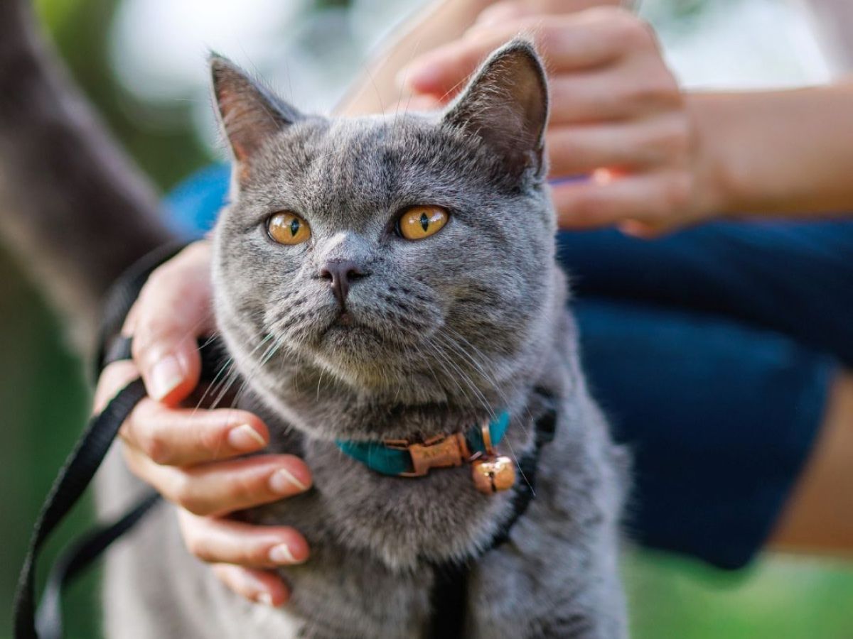 grey cat with yellow eyes