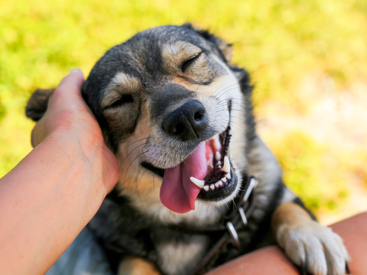 happy dog happy dog