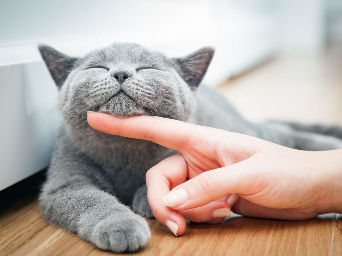 lady cuddling grey cat
