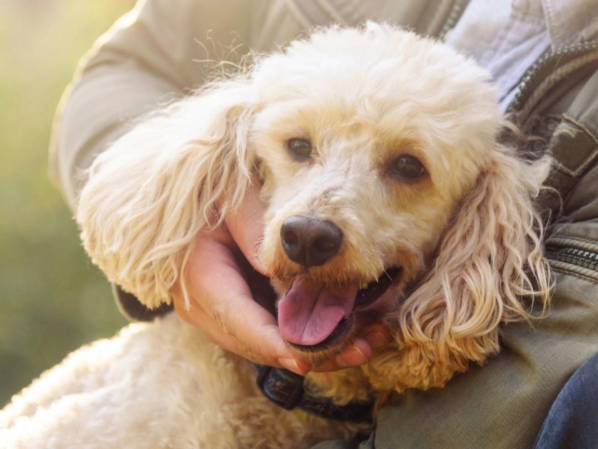 owner-holding-the-dog-in-arms owner holding the dog in arms