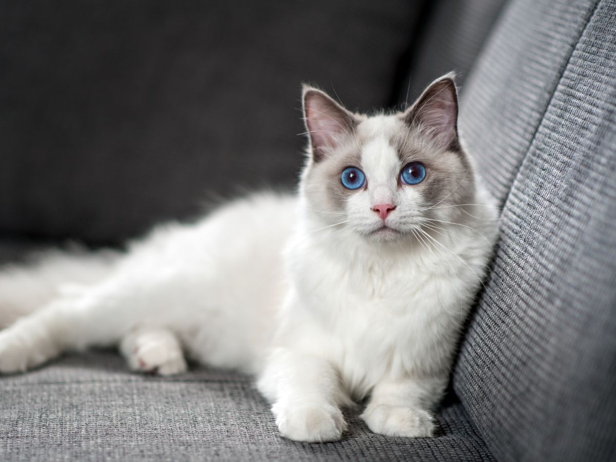 white cat with gray patches on face sitting on couch