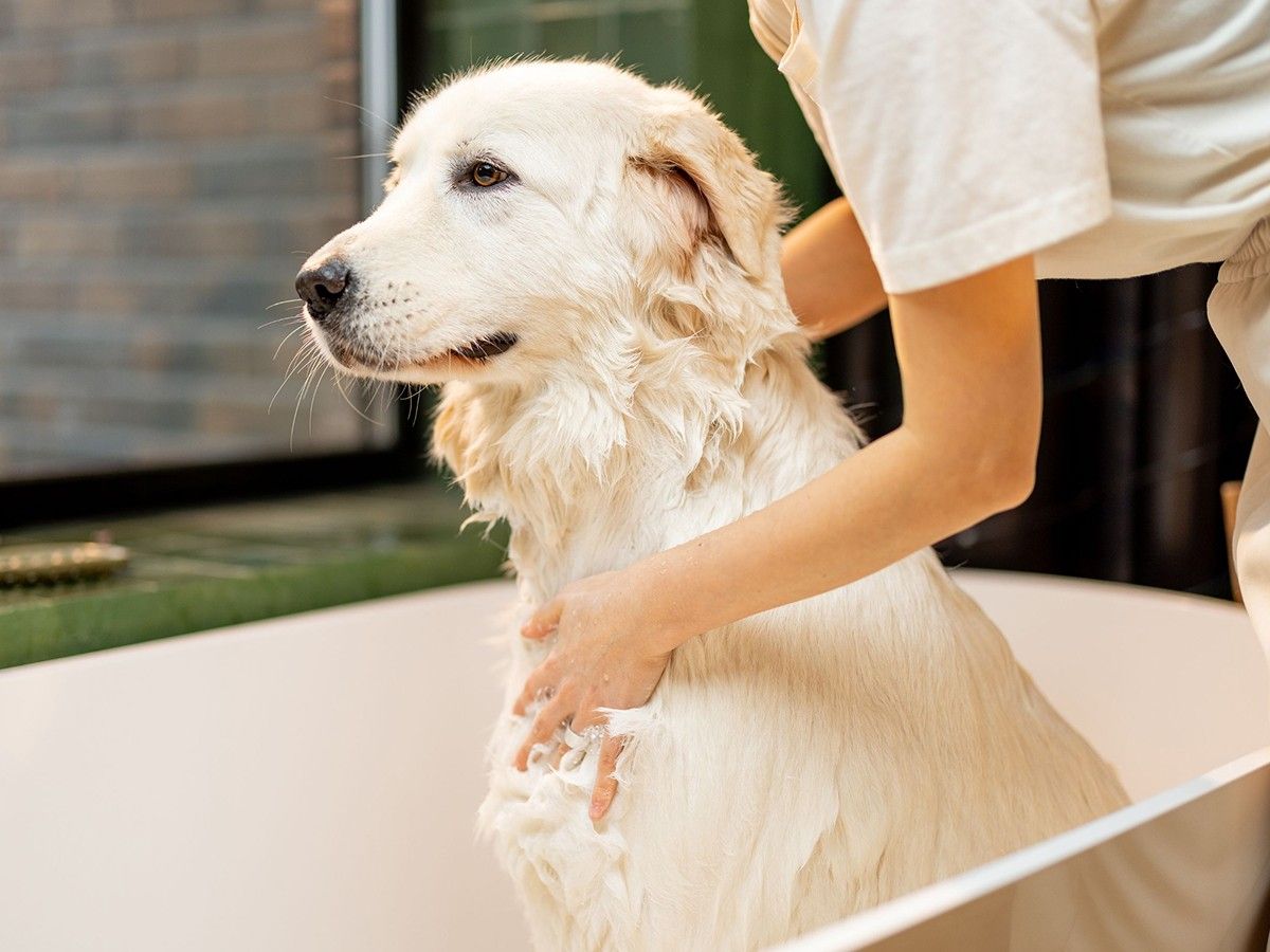 white-dog-bathing white dog bathing