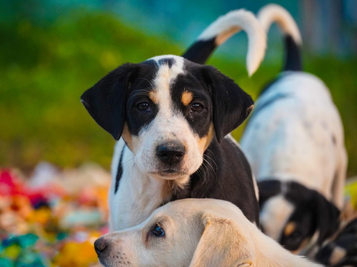 Adorable dogs Adorable dogs