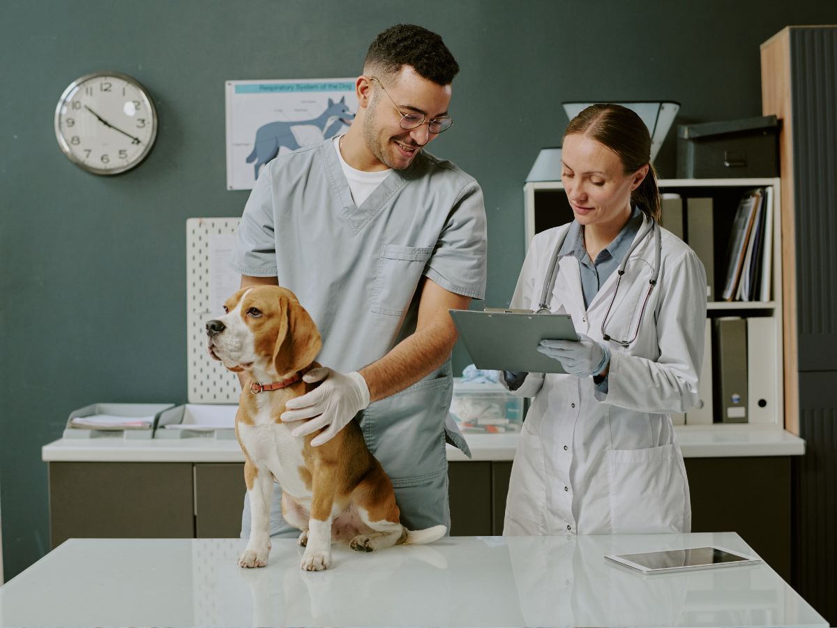 careers-hero A vet and a technician in scrubs smile while examining a beagle on a table in a clinic.