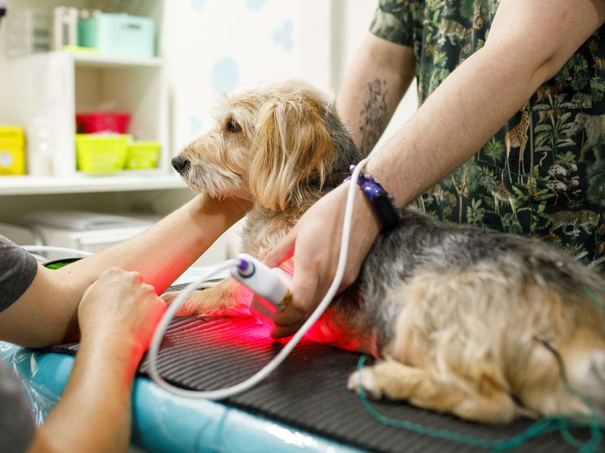 dog-laser-therapy dog laser therapy