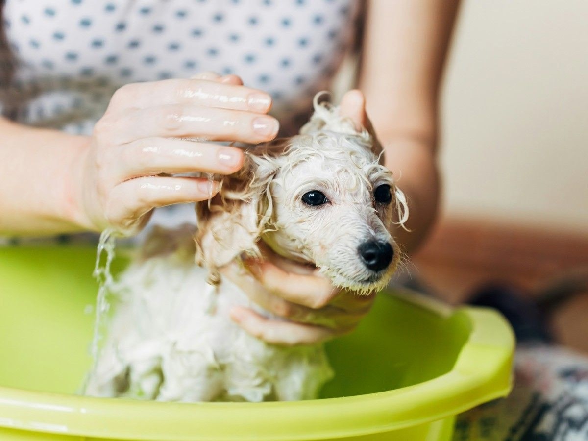girl bathing dog in a green tumbler girl bathing dog in a green tumbler
