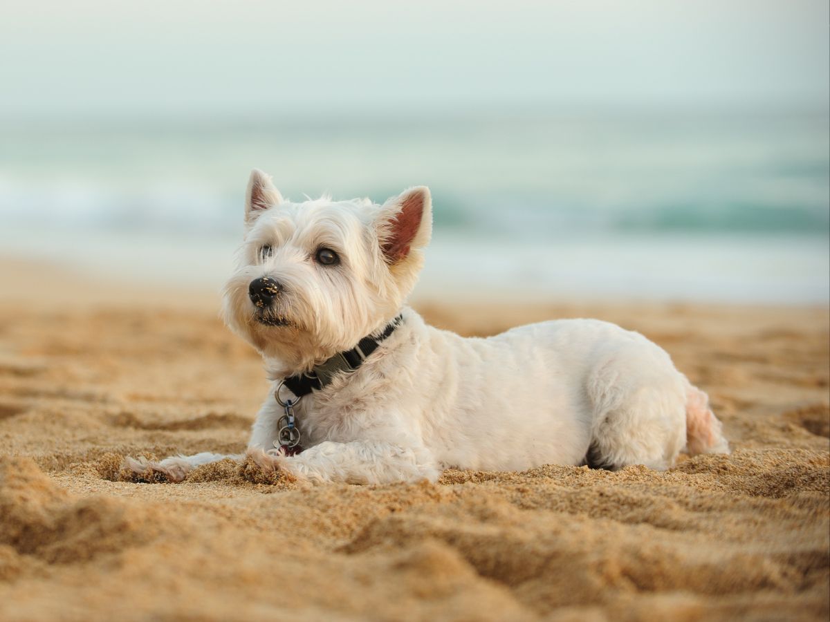 pay-hero fluffy white dog laying on sandy beach