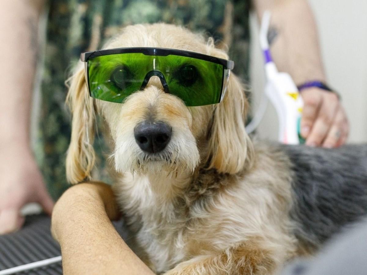 pet laser therapy banner pet laser therapy banner