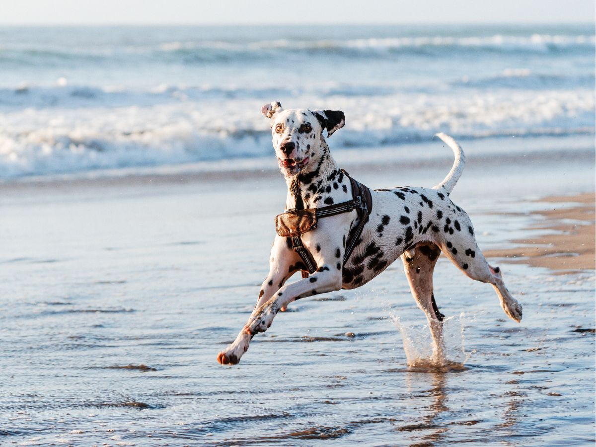 spay-neuter dog sitting near the beach