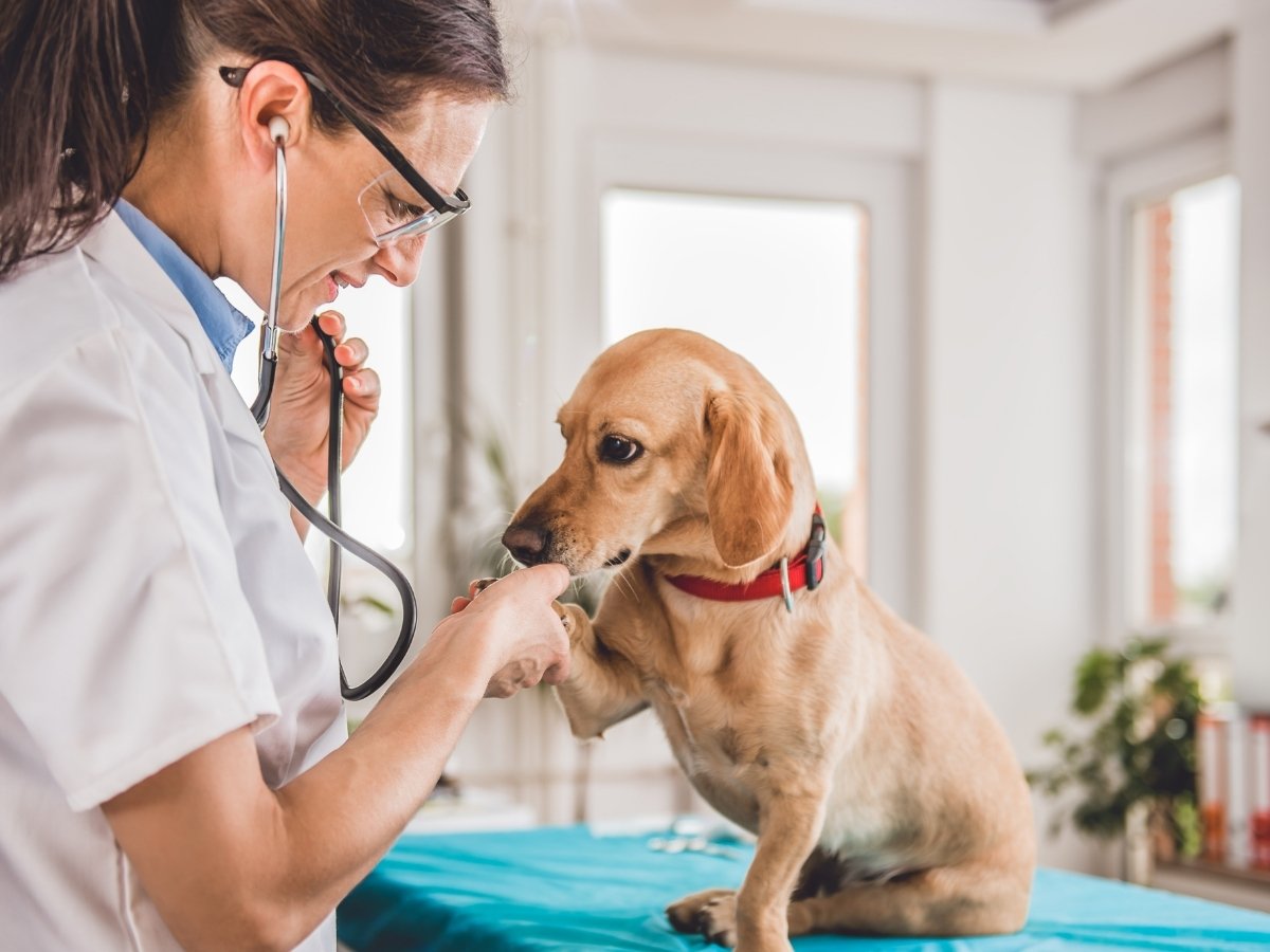 Dog at clinic A veterinarian examines a tan dog with a stethoscope in a brightly lit examination room.