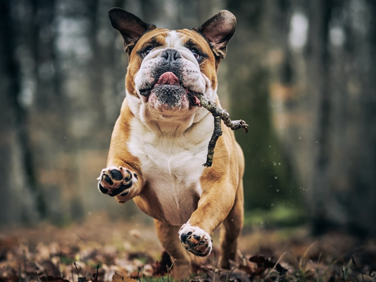 An English bulldog runs through a forest clearing with a stick in its mouth.
