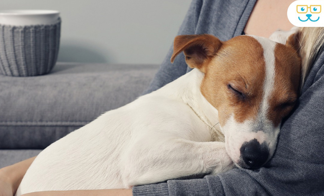 Canine Cushing’s Disease