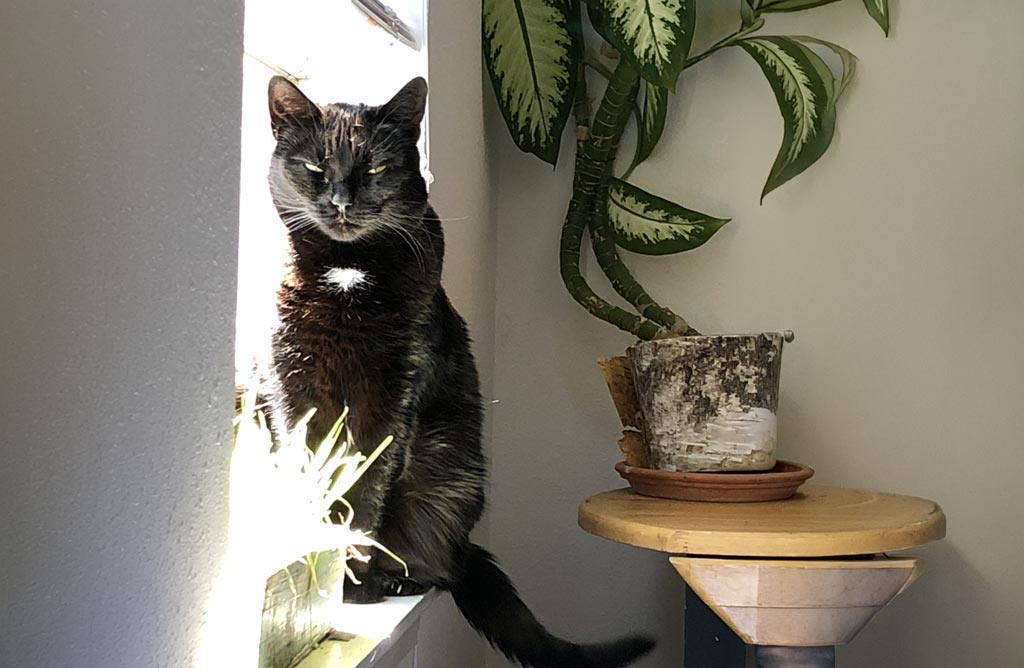 Feline Thyroid