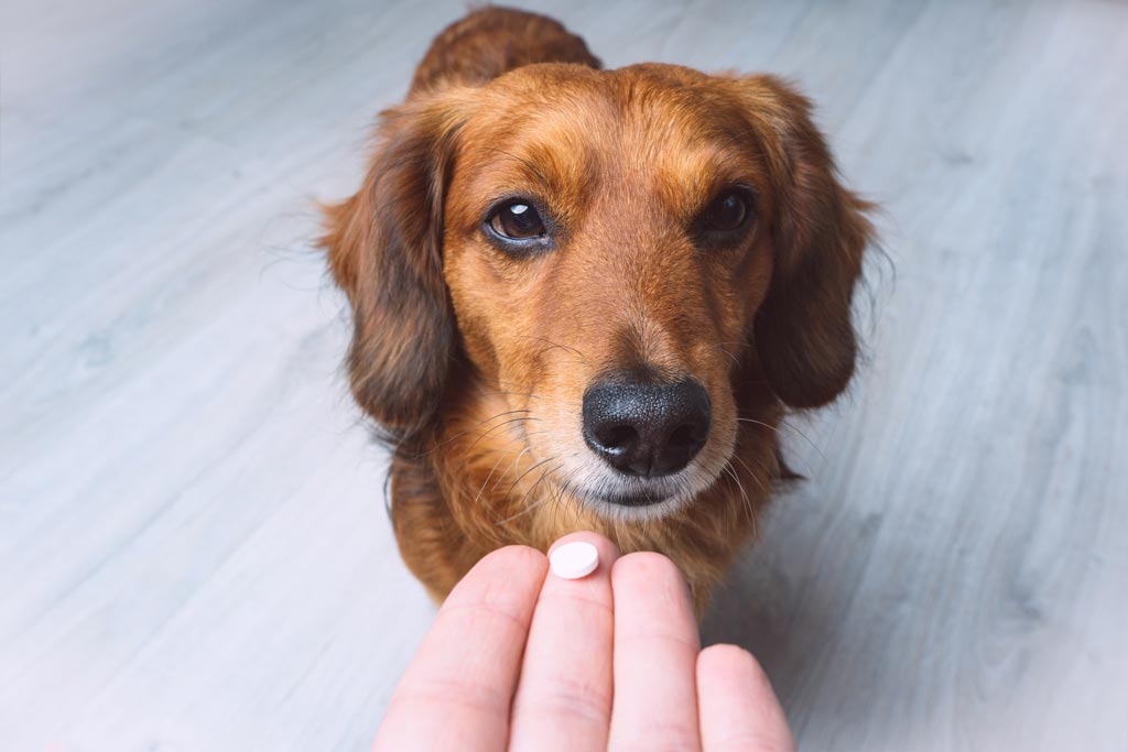 Heartworm Disease